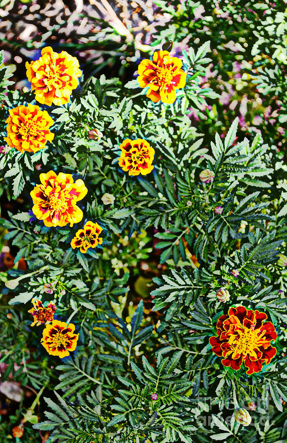 Marigolds 2 Photograph by Diane montana Jansson