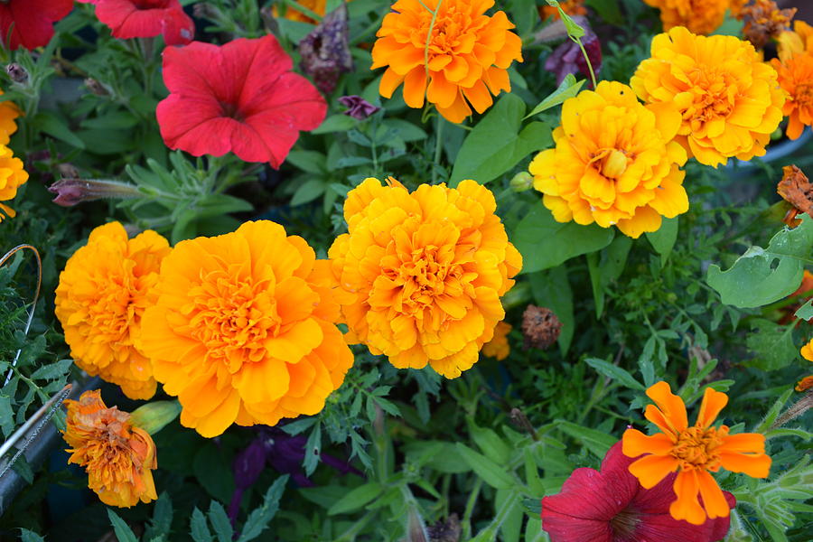 Marigolds and Petunias Photograph by Rebecca Mento - Pixels