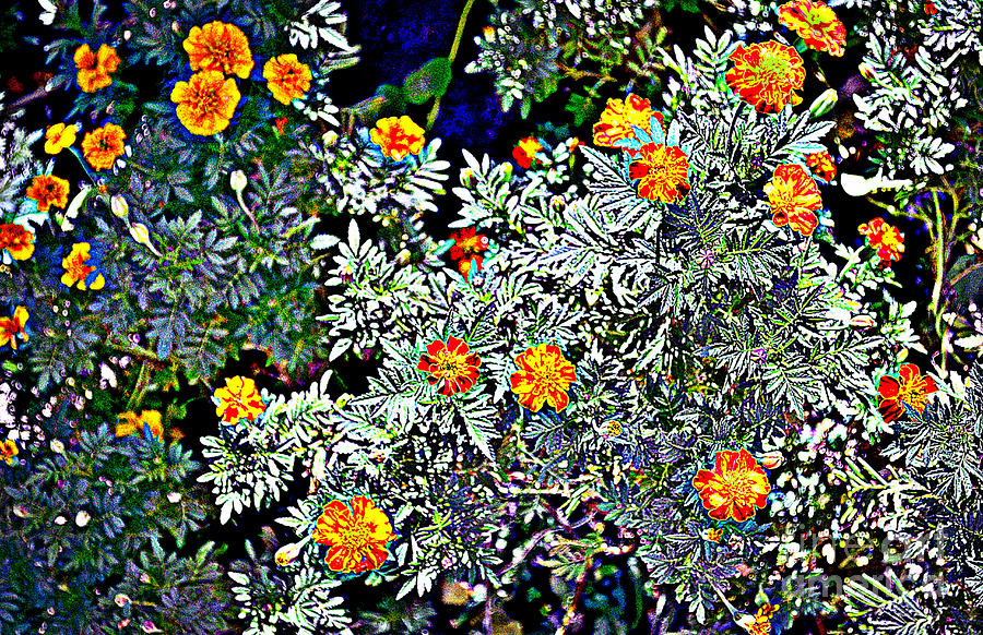 Marigolds Photograph by Diane montana Jansson