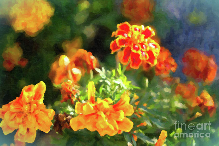 Marigolds Photograph by Donna L Munro