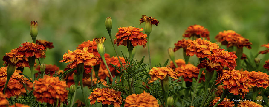 Marigolds In Autumn Photograph by Yeates Photography