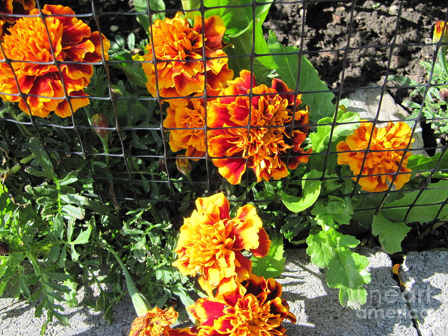Marigolds in Prison Photograph by Donna L Munro