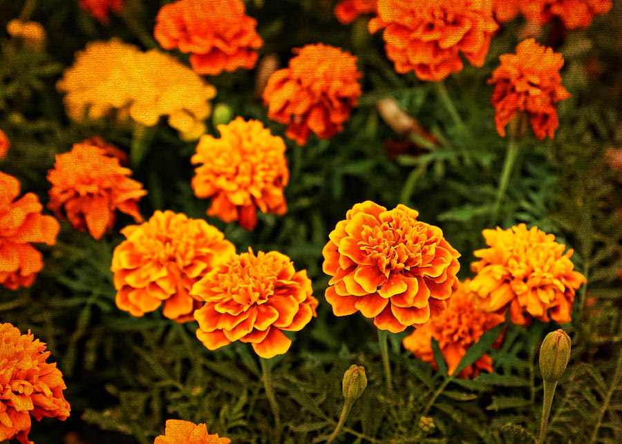 Marigolds Photograph by Judy Vincent | Fine Art America