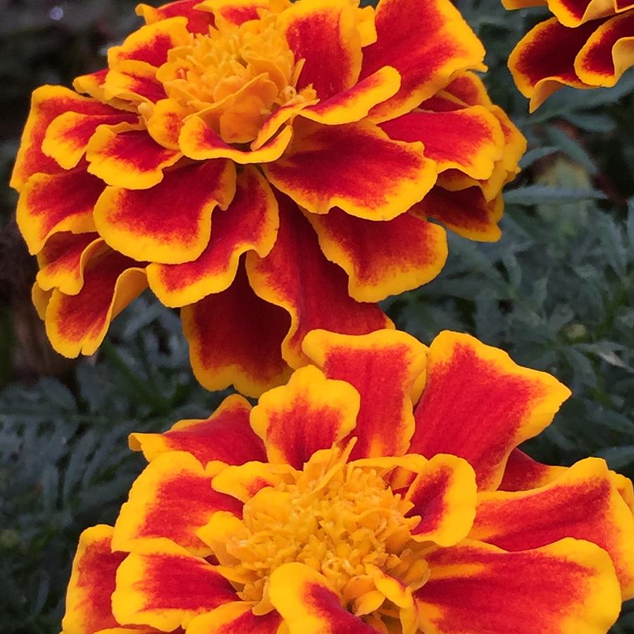 Marigolds Photograph By Pam Vincent - Fine Art America