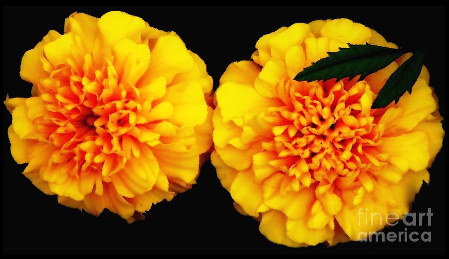 Marigolds with Oil Painting Effect Photograph by Rose Santuci-Sofranko