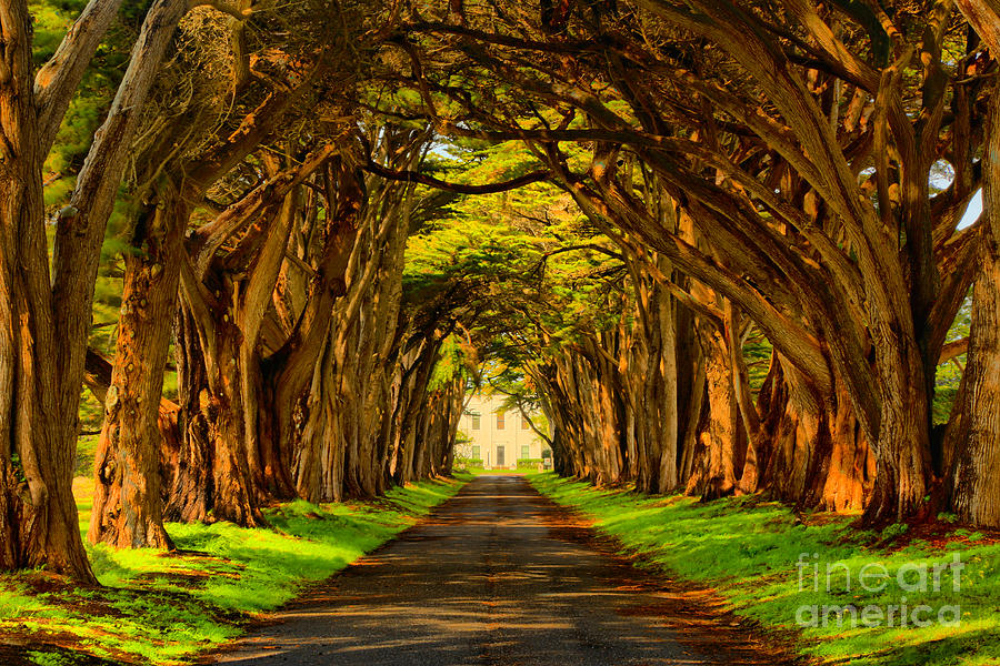 Marin County Cypress Tunnel Photograph by Adam Jewell