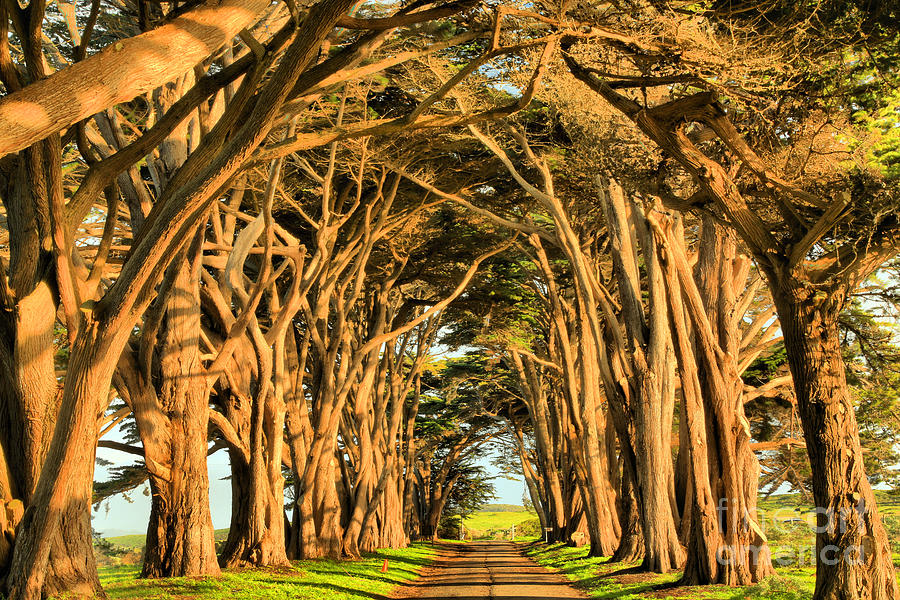 Marin County Tunnel Of Cypress Photograph by Adam Jewell
