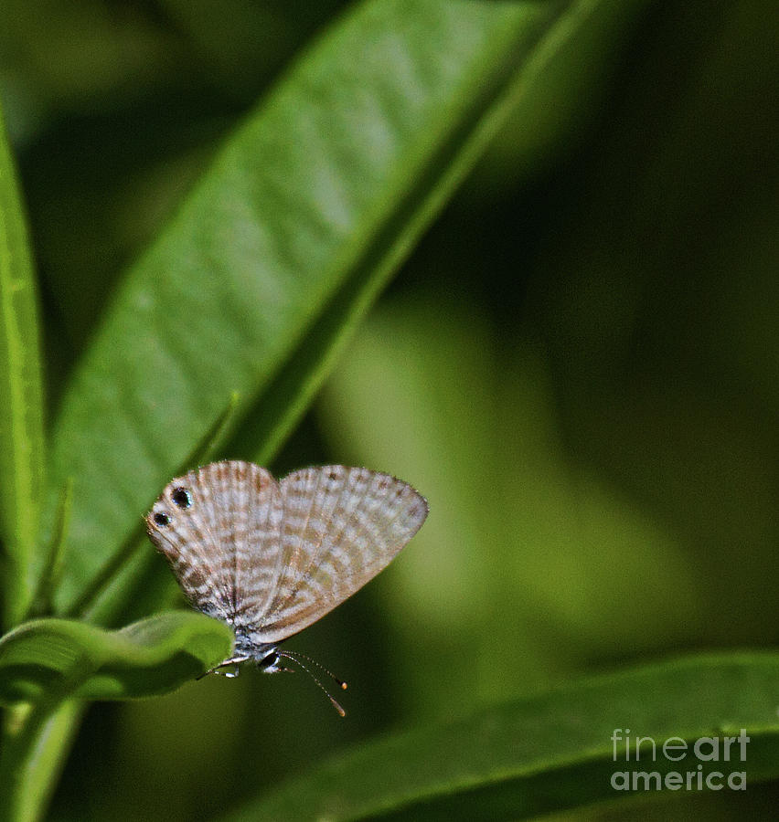 Ceraunus Blue on a Leaf Photograph by Ruth Jolly
