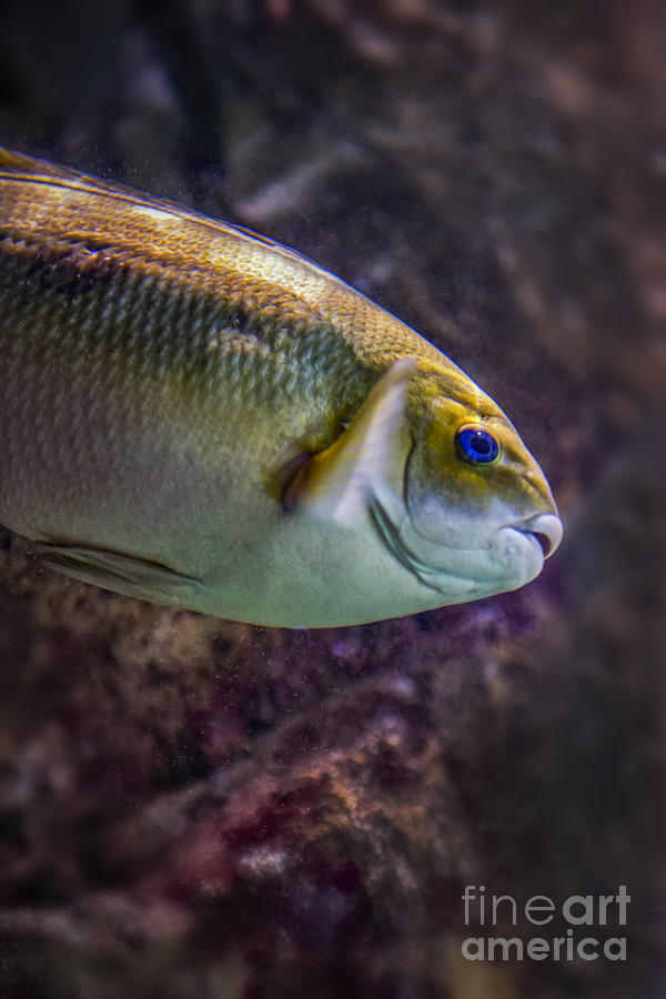 Marine Fish Photograph by David Zanzinger