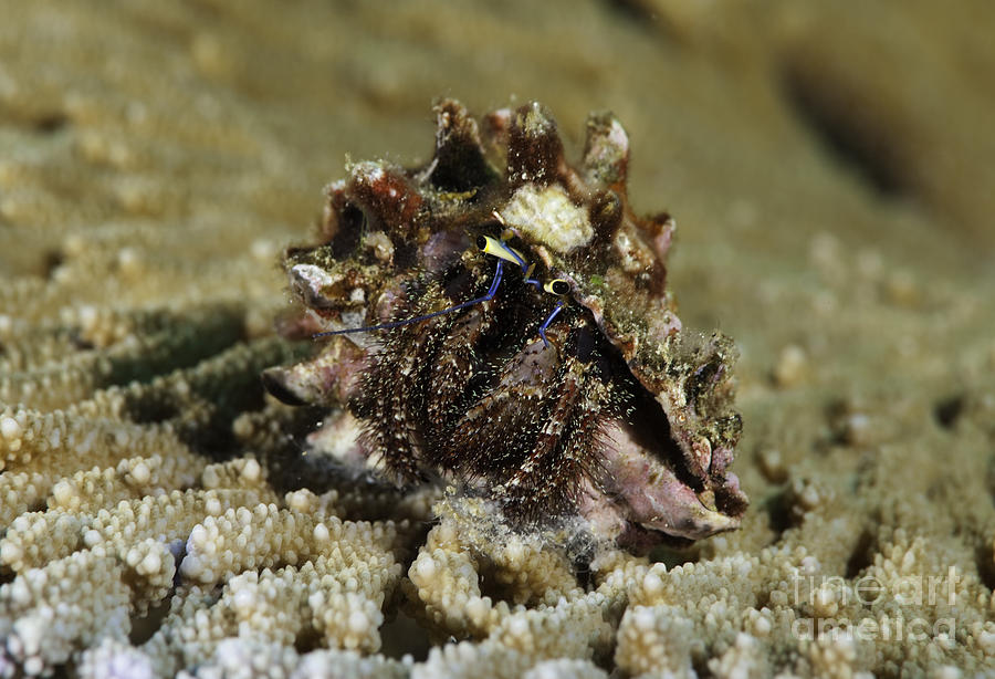 Marine Hermit Crab Photograph by Anthony Totah
