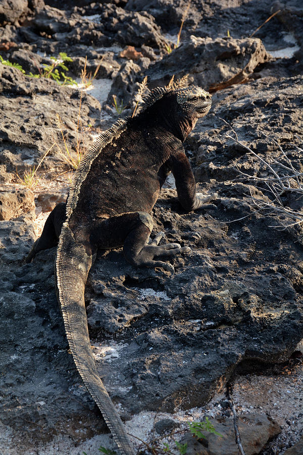 Reptile Photograph - Marine Iguana, Amblyrhynchus cristatus by Breck Bartholomew