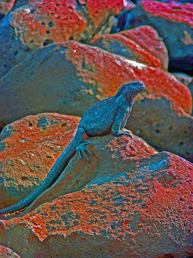 Nature Photograph - Marine Iguana by Ladonna Idell Nature Photograph - Marine Iguana by Ladonna Idell