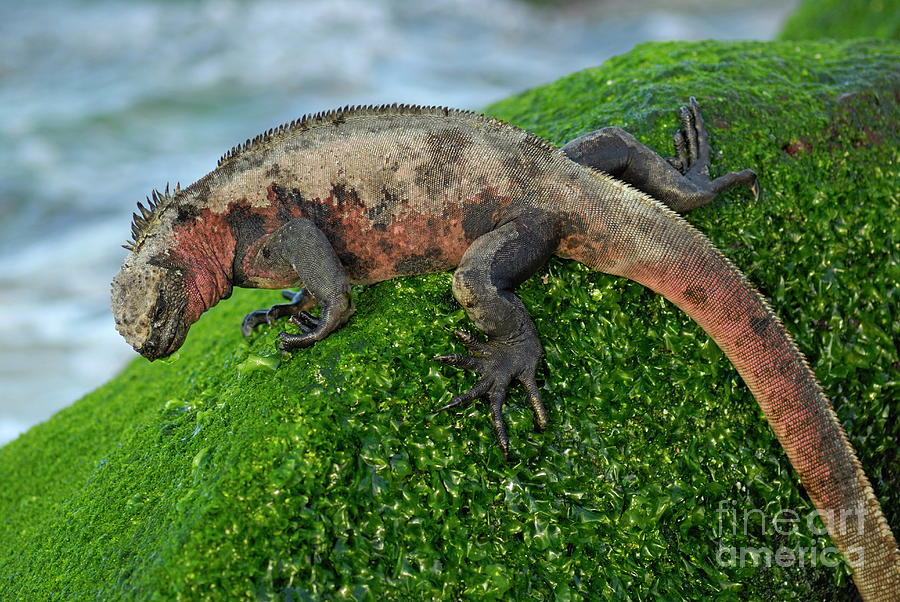 Nature Photograph - Marine Iguana on rock by Sami Sarkis