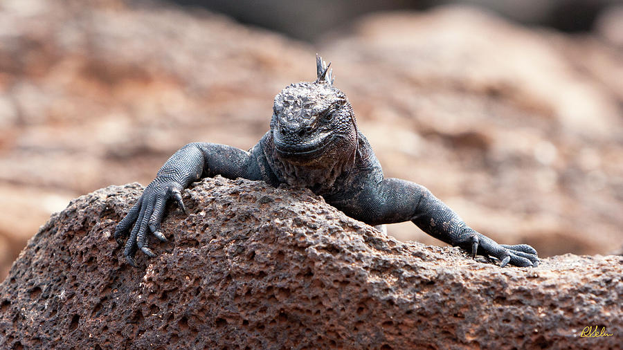 Marine Iguana Photograph by Robert Selin - Fine Art America