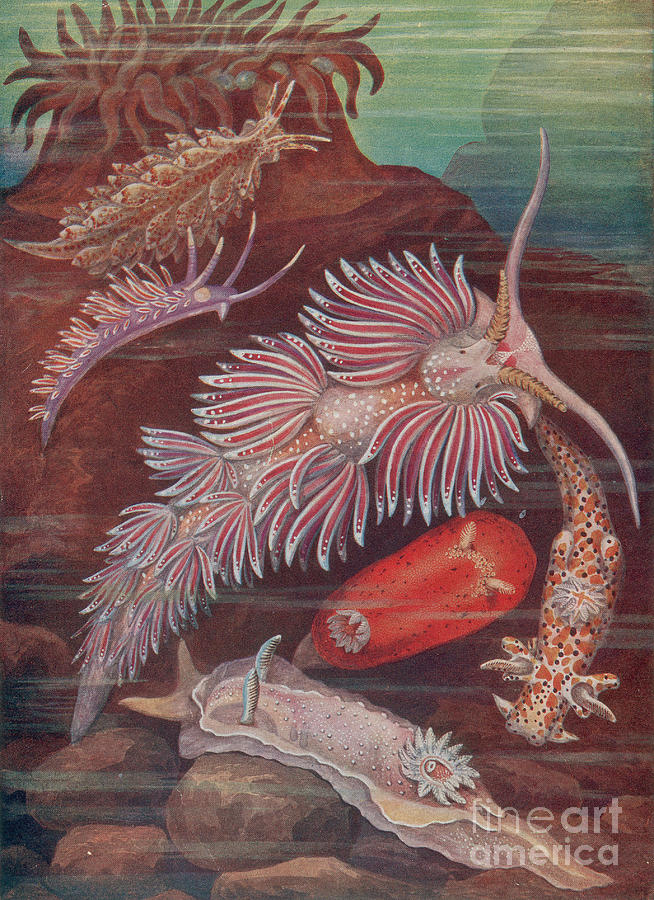 Marine Invertebrates, Sea Slugs Photograph by Science Source