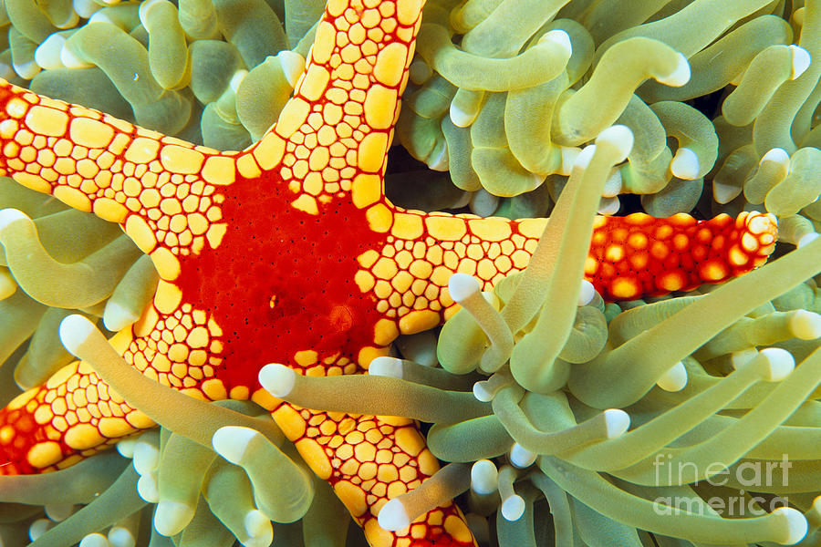 Marine Life, Close-Up Photograph by Dave Fleetham - Printscapes
