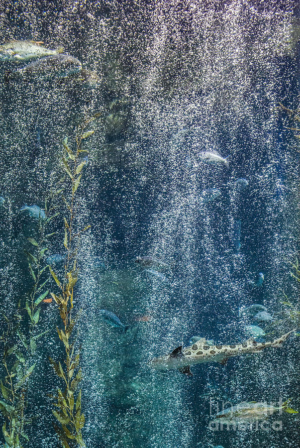 Marine Life Fish Photograph by David Zanzinger