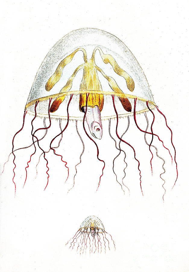 Marine Mollusc Divulging Fish Photograph by Wellcome Images
