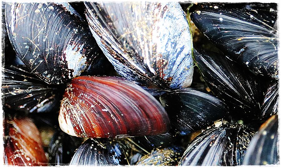 Marine Mussels 2 Photograph by Kathleen Voort