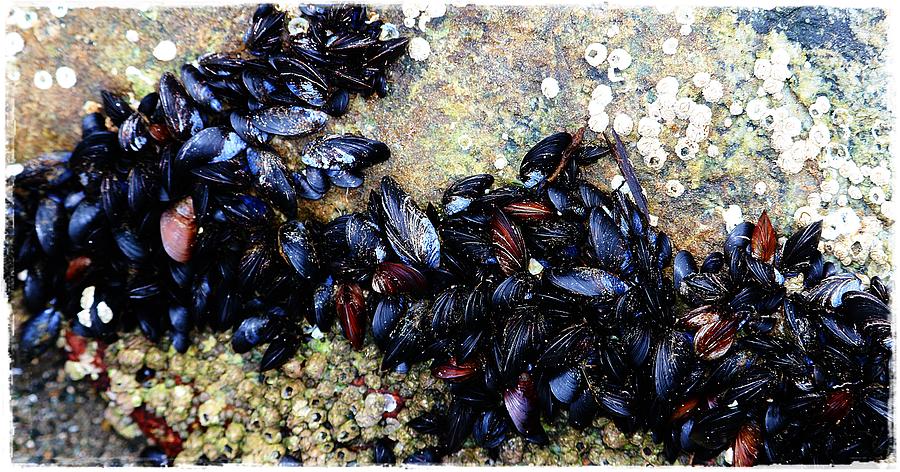 Marine Mussels Photograph by Kathleen Voort