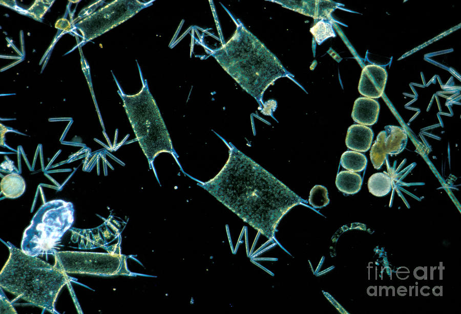 Marine Phytoplankton Photograph by DP Wilson and Photo Researchers