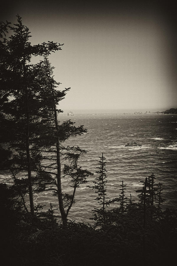 Marine Pine Photograph by Hugh Smith