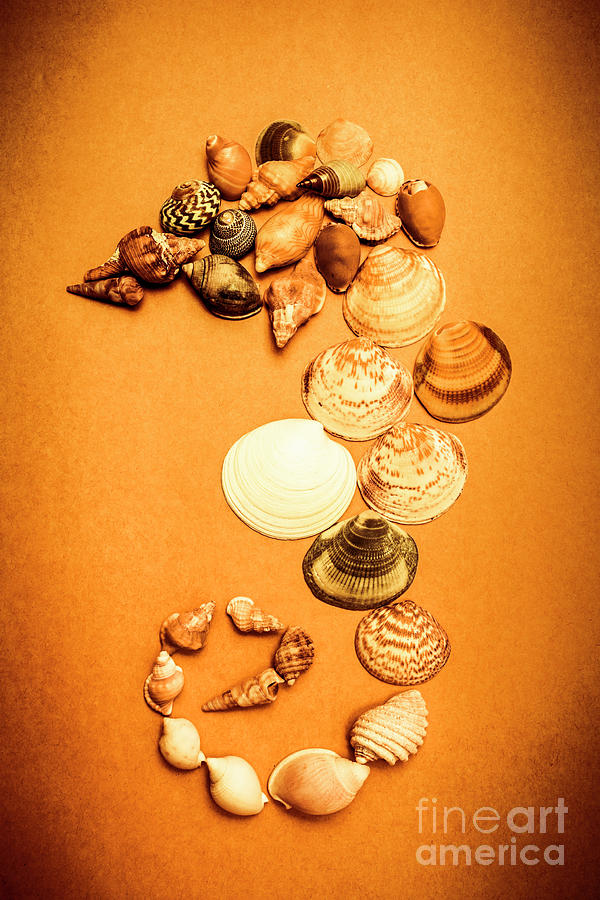 Marine Seashell Seahorse Design Photograph by Jorgo Photography