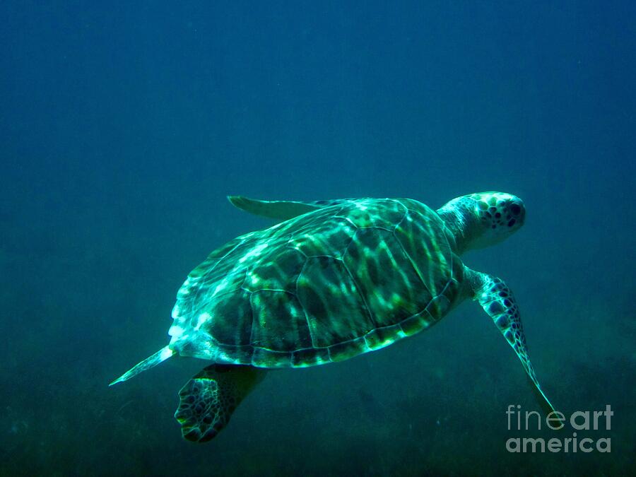 Animal Photograph - Marine Turtle Encore  by Mioara Andritoiu