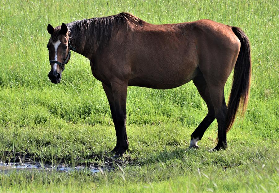 Marion County Horse Photograph by Warren Thompson