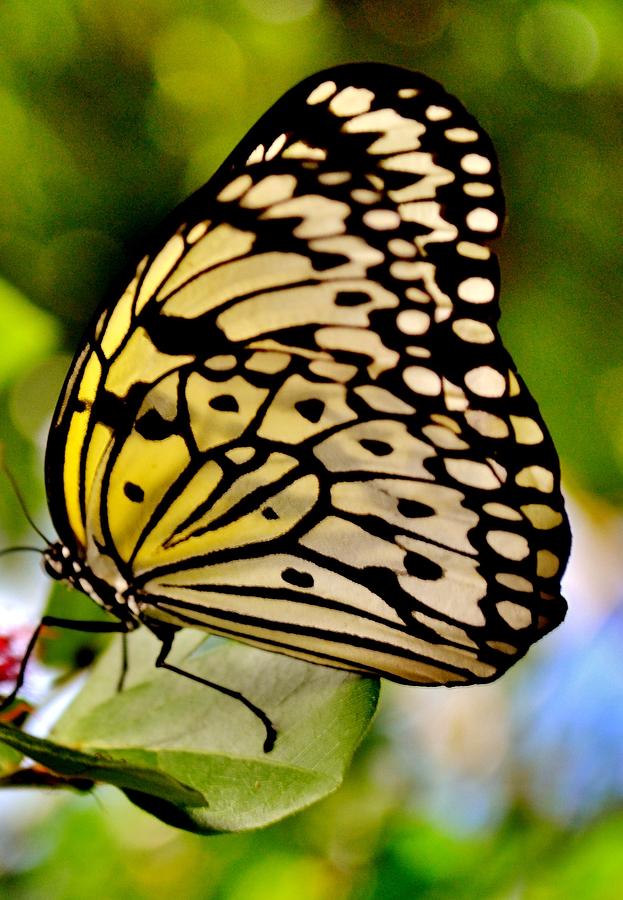 Mariposa Butterfly Photograph by Eileen Brymer