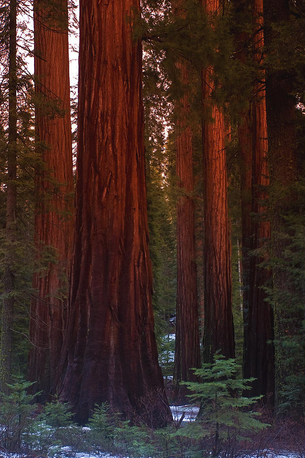 Mariposa Grove Before Sunset Photograph by Jim Dohms