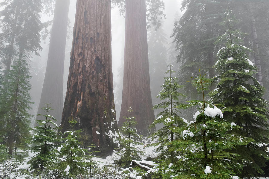 Mariposa Grove Giant Sequoia Forest Photograph by Kyle Hanson