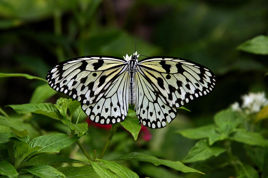 Mariposa Photograph by Joe Burns