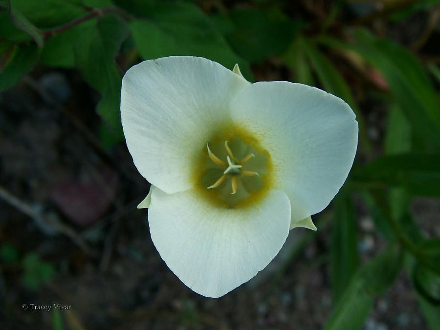 Mariposa Lily 2 Photograph by Tracey Vivar