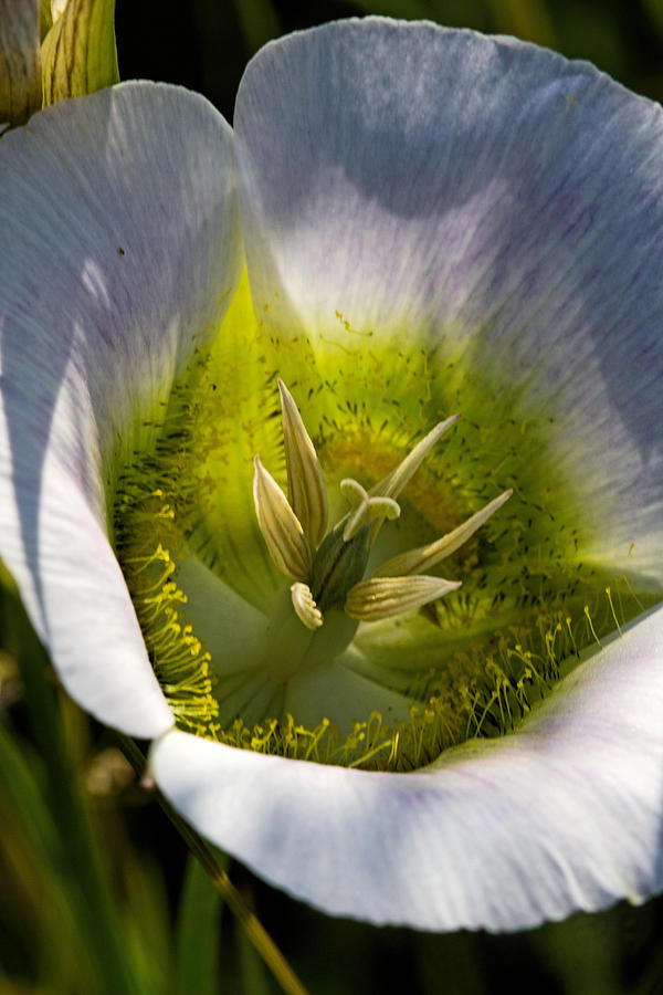 Nature Photograph - Mariposa Lily by Alana Thrower
