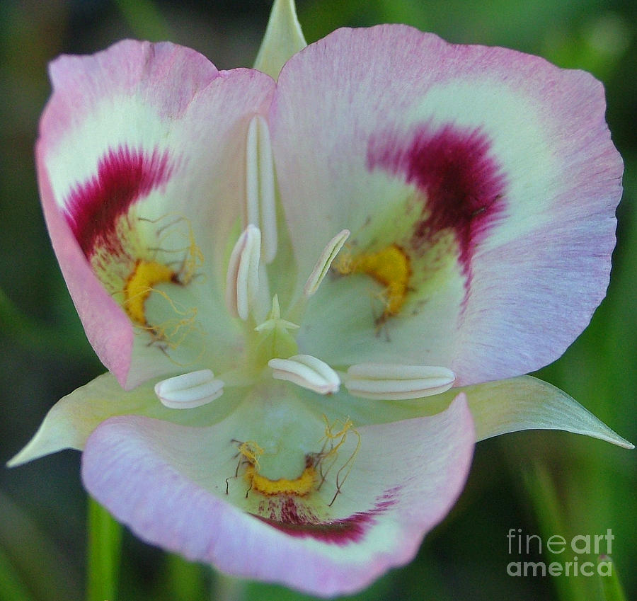 Mariposa Lily Photograph by Katie LaSalle-Lowery