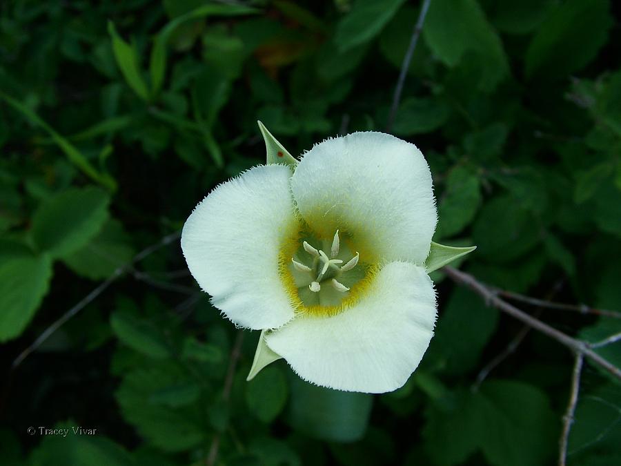 Mariposa Lily Photograph by Tracey Vivar