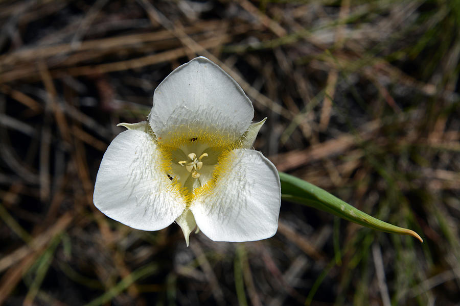 Mariposa Lily Photograph by Whispering Peaks Photography