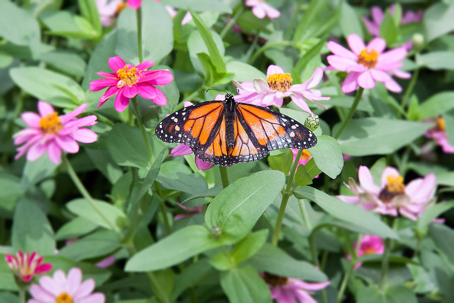 Mariposa Monarca - Brookside Gardens-Maryland-USA Photograph by Riccardo Forte