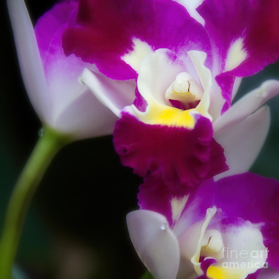 Maris Magic Orchid Photograph by Jemmy Archer