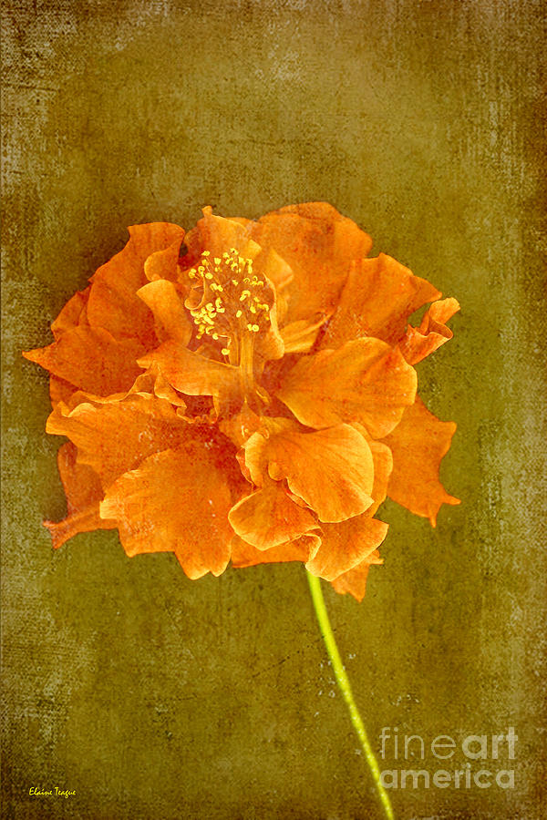 Orange Hibiscus Photograph by Elaine Teague