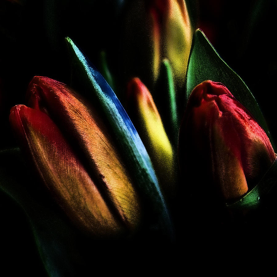 Market Tulips Photograph by David Patterson