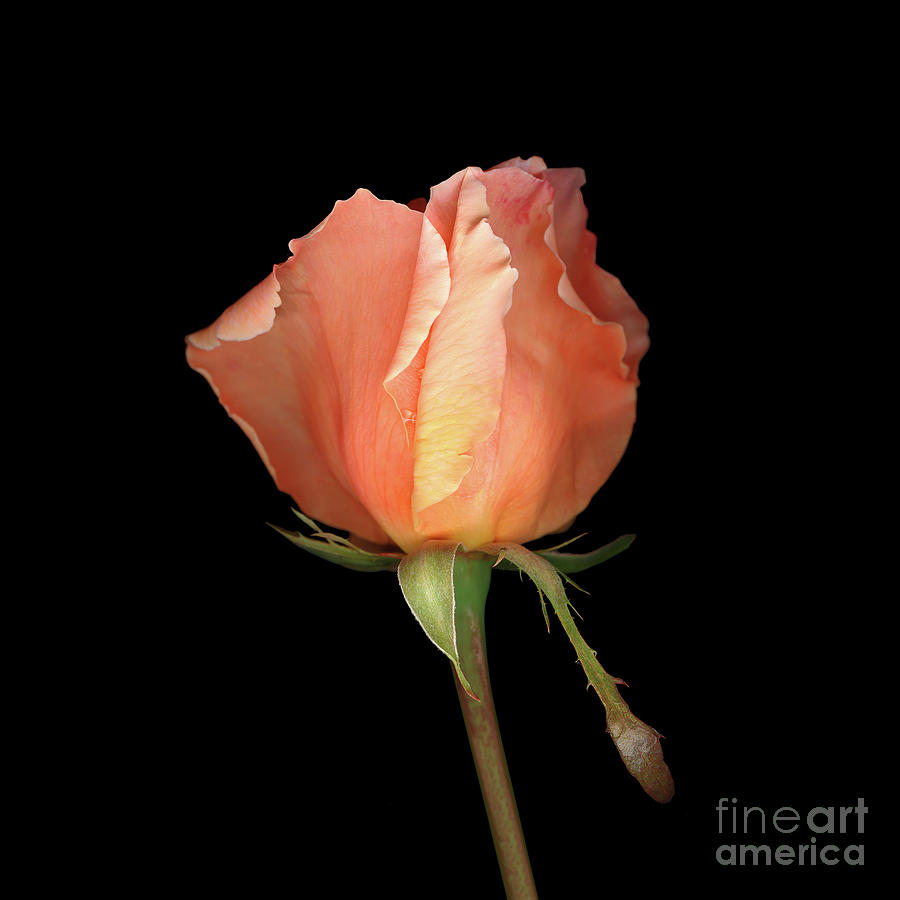 Nature Photograph - Marlainas Rose by Christopher Gruver