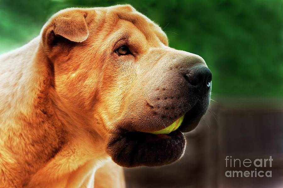 Marley the Shar Pei with Ball Photograph by Terri Waters