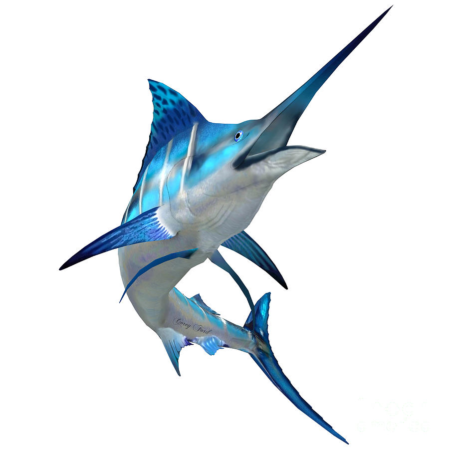 Marlin Fish On White Painting