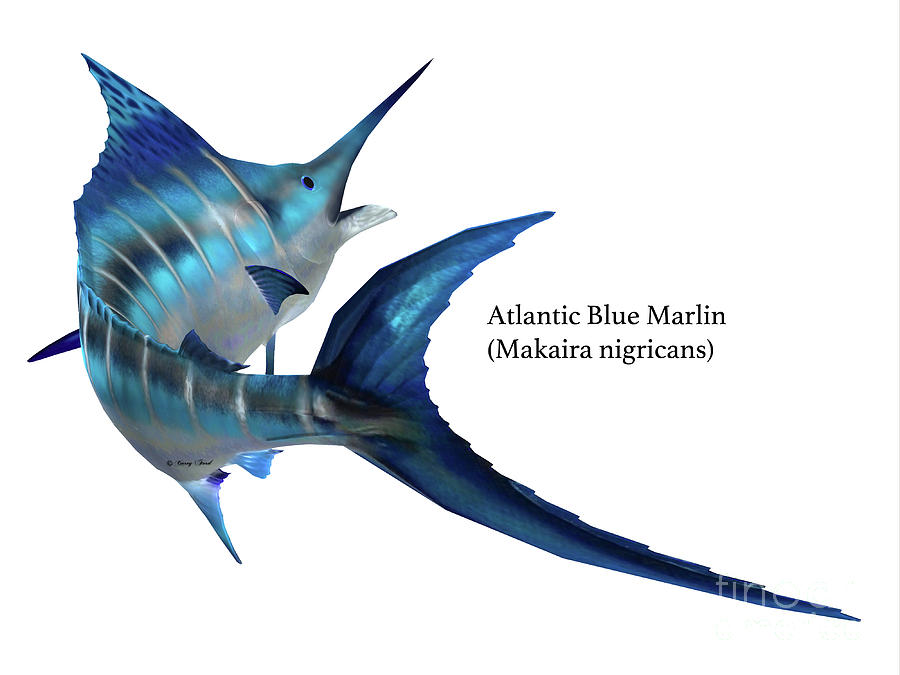 Marlin Fish Tail Digital Art by Corey Ford