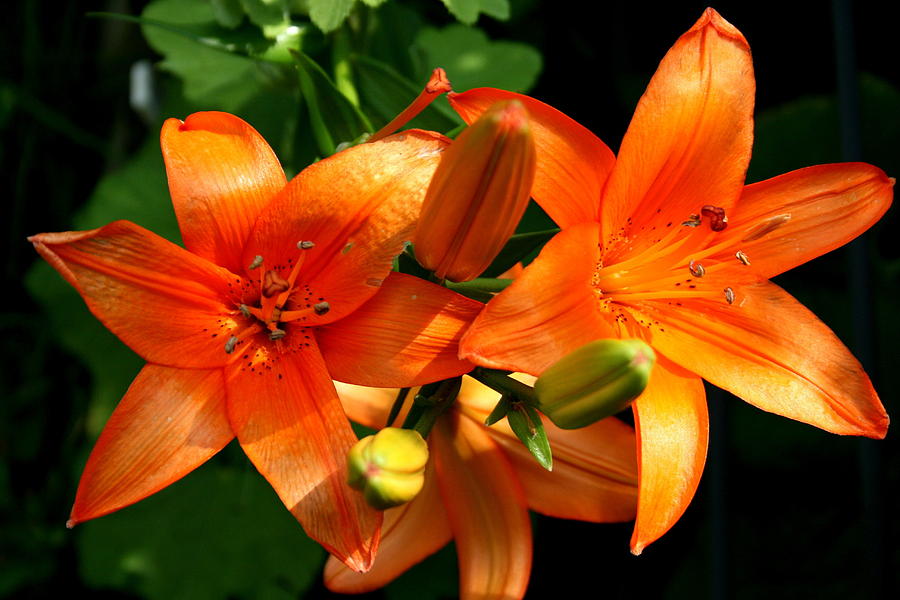 Lily Photograph - Marmalade Lilies by David Dunham