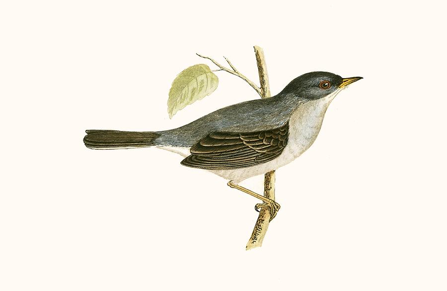 Nature Painting - Marmoras Warbler by English School