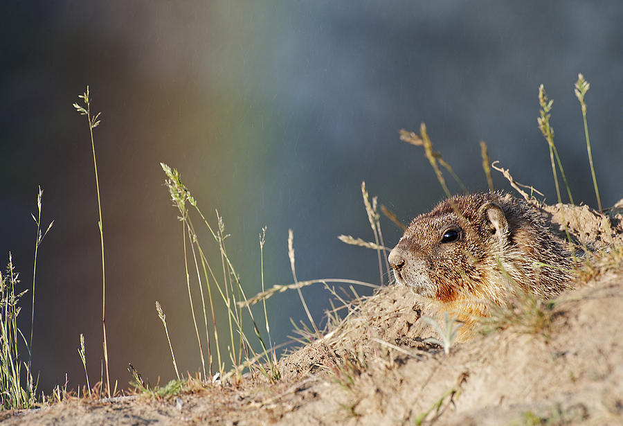 Marmot and Rainbow Photograph by Doug Davidson