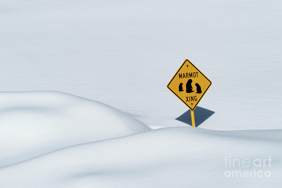 Marmot Crossing Sign Photograph by Tibor Vari